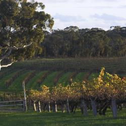 Barossa Valley Accommodation Philadelphia