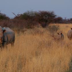 Namutoni Accommodation Philadelphia