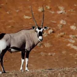 Solitaire Accommodation Philadelphia