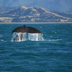 Kaikoura Accommodation Philadelphia
