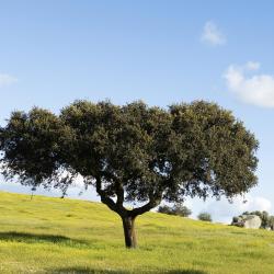 Alentejo Accommodation Philadelphia
