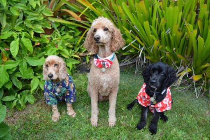 Kailua Beach Studio Tiki Room - thumb 0