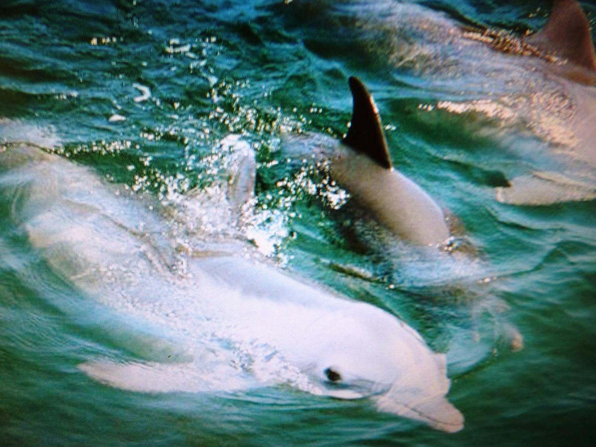 Seapines 594 Wildwood Spa - thumb 27