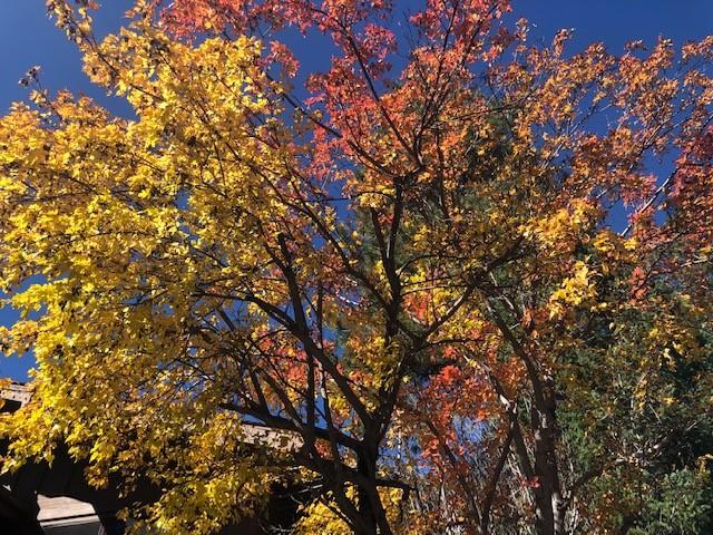 Junipine Resort - thumb 13