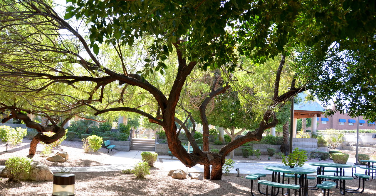 Wyndham Garden Midtown Phoenix - thumb 4