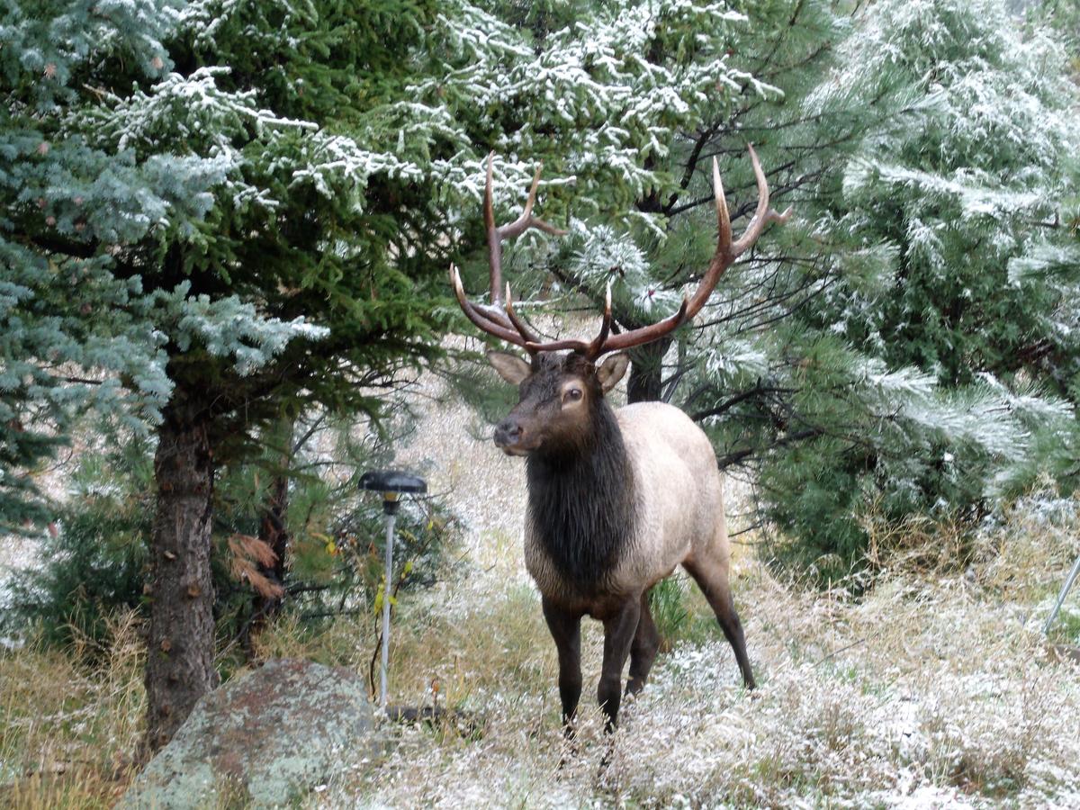 Estes Lake Lodge - thumb 25