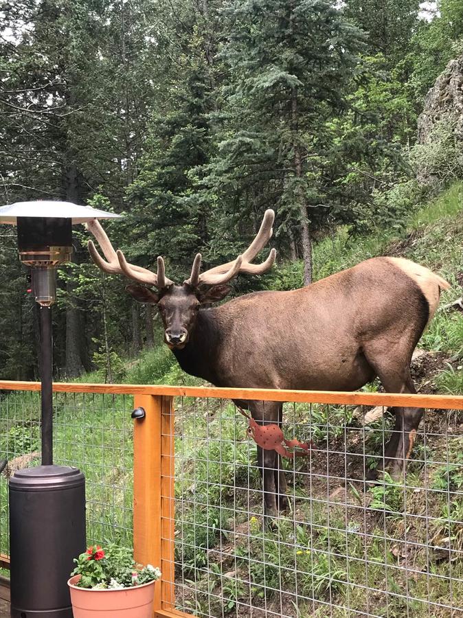 Elk Run Bed And Breakfast - thumb 4