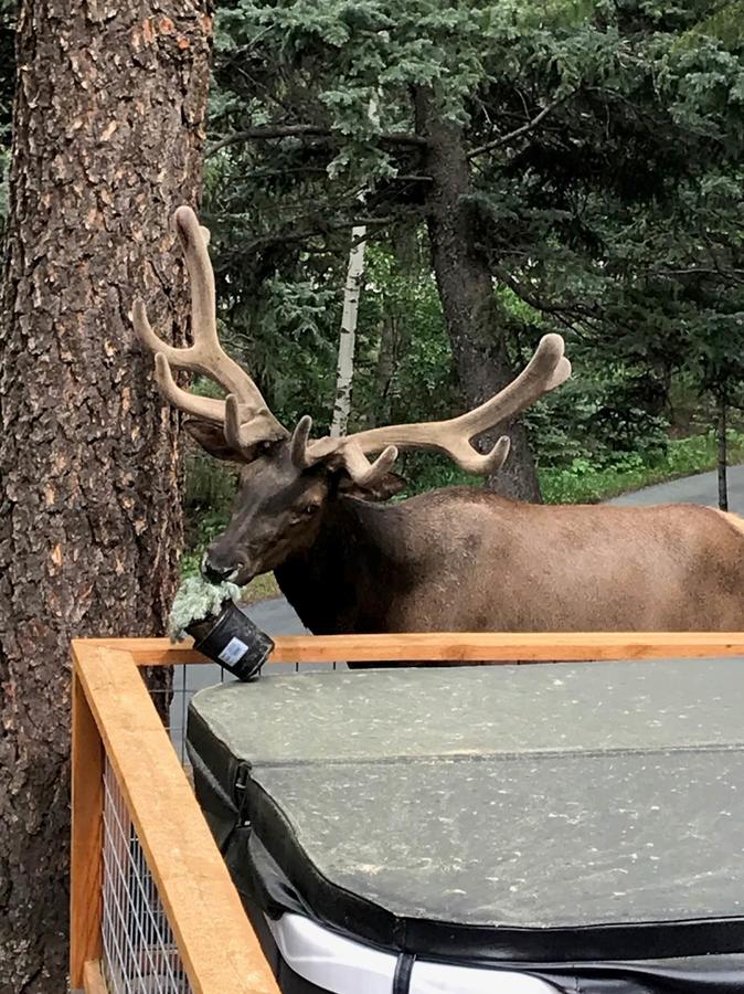 Elk Run Bed And Breakfast - thumb 5