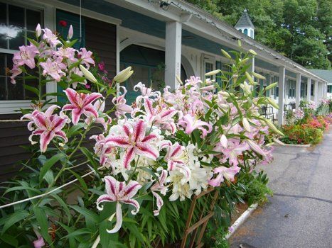 White Trellis Motel - thumb 1