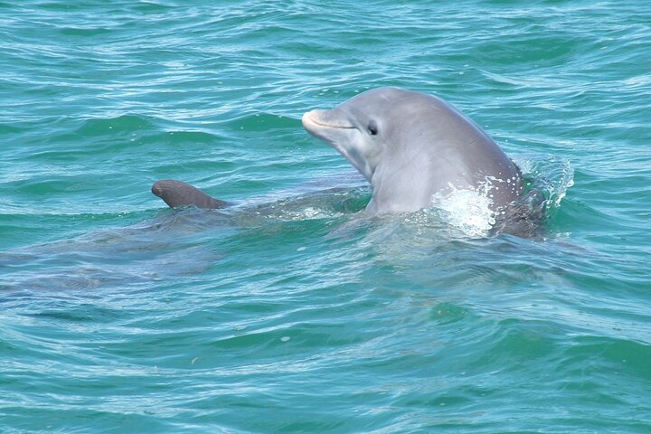 Key West Wild Dolphin Sail And Shallow-Water Snorkel - thumb 1