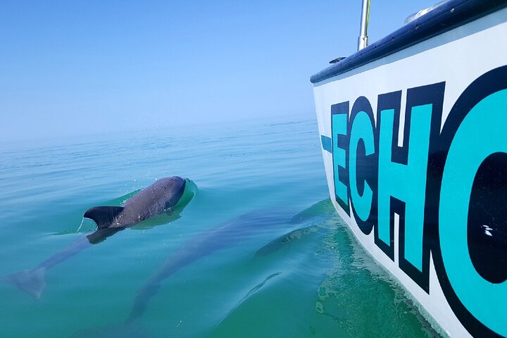 Key West Wild Dolphin Sail And Shallow-Water Snorkel - thumb 4