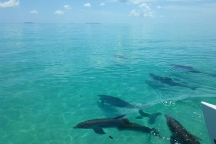 Key West Wild Dolphin Sail And Shallow-Water Snorkel - thumb 5