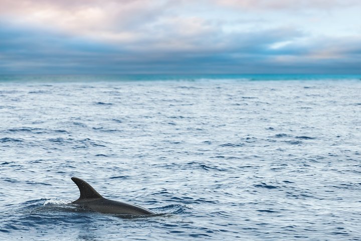 Key West Dolphin Watch Sunset Sail With Premium Wine, And Tapas Pairings - thumb 1