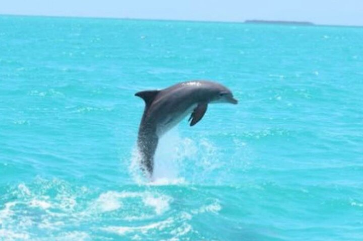 Key West Dolphin Watch Sunset Sail With Premium Wine, And Tapas Pairings - thumb 2