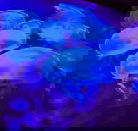 Shark Reef at Mandalay Bay Hotel and Casino - Accommodation Philadelphia