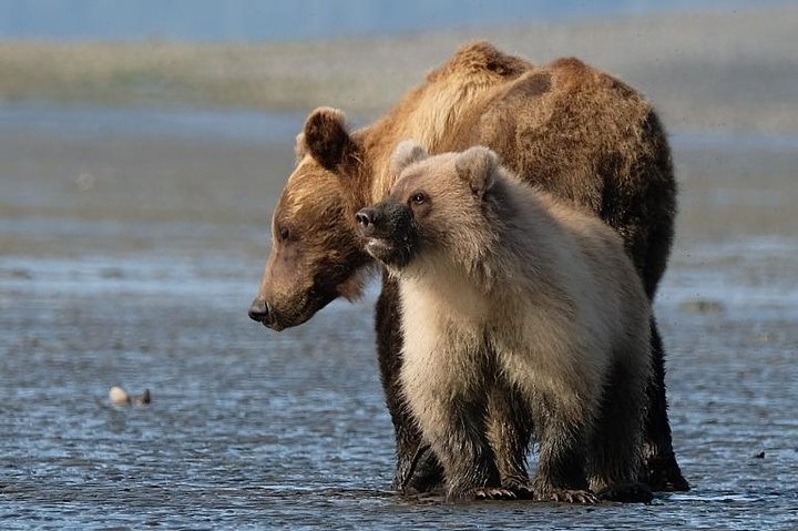 Alaska 7-Day Brown Bears And Denali Adventure From Anchorage - thumb 0
