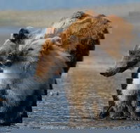 Alaska 7-Day Brown Bears and Denali Adventure from Anchorage - Accommodation Philadelphia