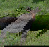 Ultimate Alaskan Adventure - Accommodation Philadelphia