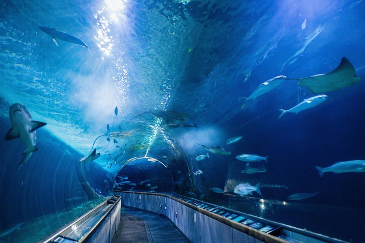 Aquarium Of The Bay General Admission Ticket - thumb 1