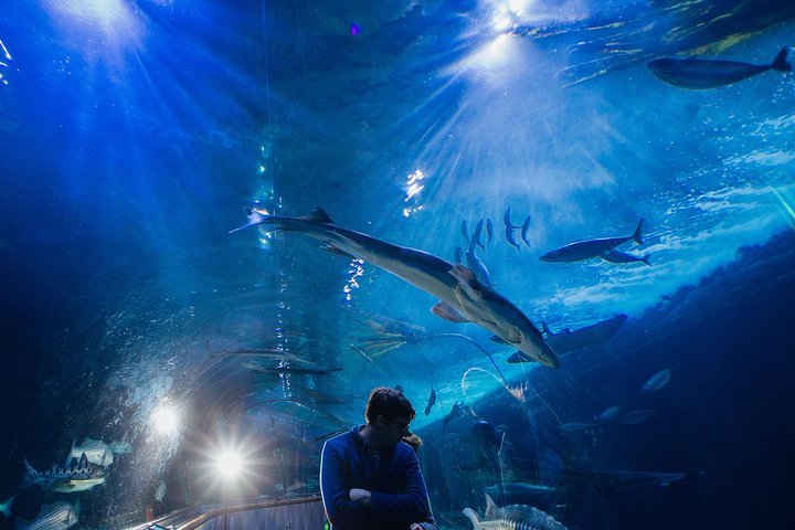 Aquarium Of The Bay General Admission Ticket - thumb 2