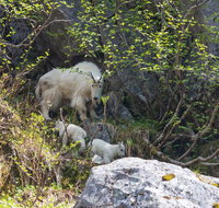 Kenai Fjords National Park Glacier & Wildlife Cruise: morning departure - Accommodation Philadelphia