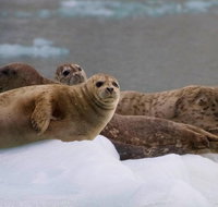 Kenai Fjords National Park Glacier & Wildlife Cruise: afternoon departure - Accommodation Philadelphia