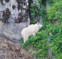 Kenai Fjords and Resurrection Bay Half-Day Wildlife Cruise - Accommodation Philadelphia