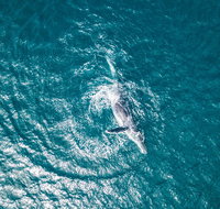 2 Hour Whale Watching Kayak Tour for Two - Accommodation Philadelphia