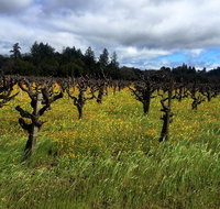 Sonoma  Healdsburg Wine Tours - Accommodation Philadelphia