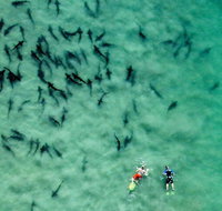 All Day Snorkel Package with Wetsuit Rental - Accommodation Philadelphia