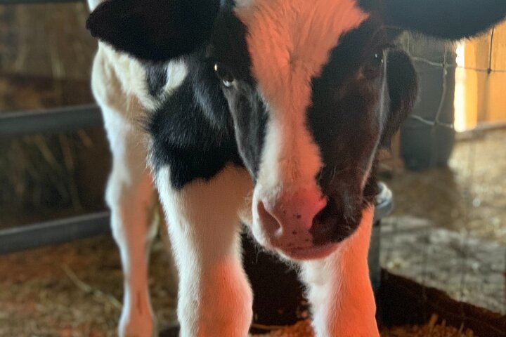 Meet the Farm Animals in Petaluma