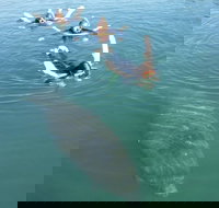 Manatee Snorkeling Tours - Accommodation Philadelphia