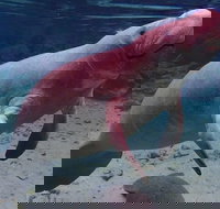 Swim with the Manatees Includes In-Water Guide/Photographer - Accommodation Philadelphia