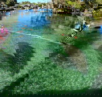 All Clear Kayak Manatee Viewing Ecotour With Local Guide - Accommodation Philadelphia