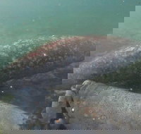 Swim With Manatees In Crystal River Florida - Accommodation Philadelphia