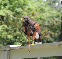 Colorado Springs Hands-On Falconry Class and Demonstration - Accommodation Philadelphia