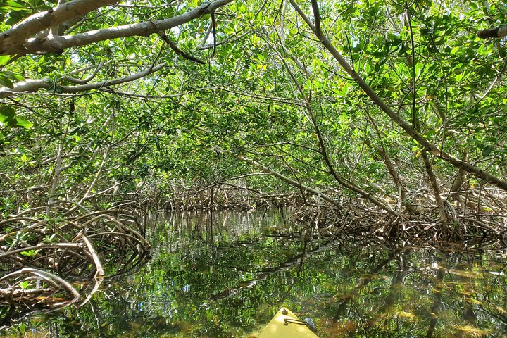 Kayak Tour Of Mangrove Maze From Key West - thumb 0
