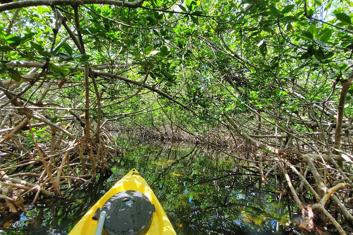 Kayak Tour Of Mangrove Maze From Key West - thumb 4