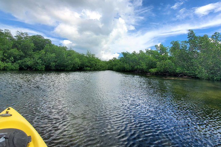 Kayak Tour Of Mangrove Maze From Key West - thumb 5
