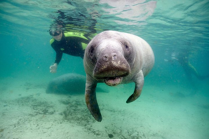 Manatee Snorkel Tour With In-Water Divemaster/Photographer - thumb 0