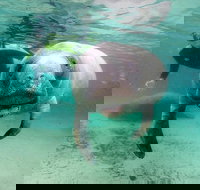 Manatee Snorkel Tour with In-Water Divemaster/Photographer - Accommodation Philadelphia