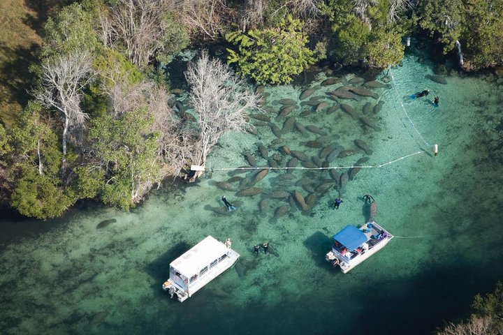 Manatee Snorkel Tour With In-Water Divemaster/Photographer - thumb 1