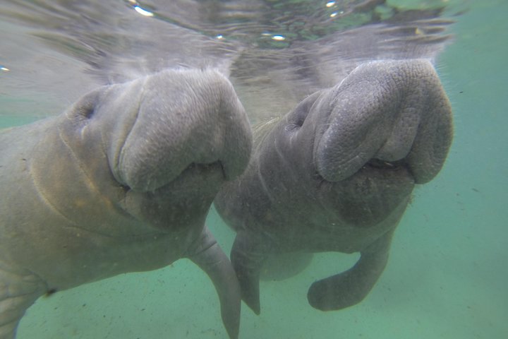 Manatee Snorkel Tour With In-Water Divemaster/Photographer - thumb 5