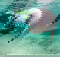 Small group Manatee Tour with In-Water Divemaster/Photographer - Accommodation Philadelphia