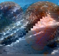 Small Group VIP Manatee Pontoon Tour - Accommodation Philadelphia