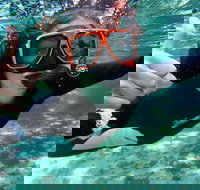 Crystal River Manatee Swim in Kings Bay National Wildlife Refuge - Accommodation Philadelphia