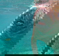 Self Drive Swim with Manatees on the Crystal River - Accommodation Philadelphia