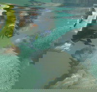 Deluxe Manatee Swim Tour - Accommodation Philadelphia