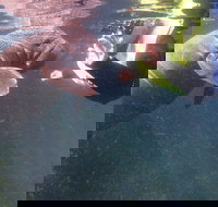 Manatees and Rainbow River by SCUBA or Snorkel - Accommodation Philadelphia