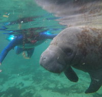Private Manatee Snorkeling Tour - Accommodation Philadelphia